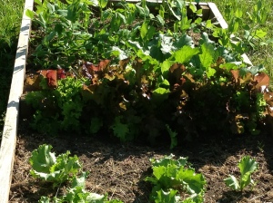 some lettuce and beans , only a small part of the garden