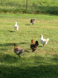 Laying hens and one of the three roosters (he's in the lead)